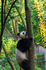 Panda climbing a tree
