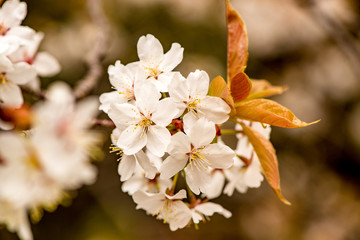 南立石公園の桜