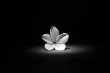 Frangipani Black And White 