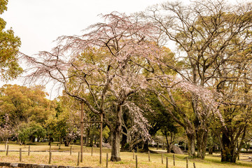 Obraz premium 南立石公園の桜