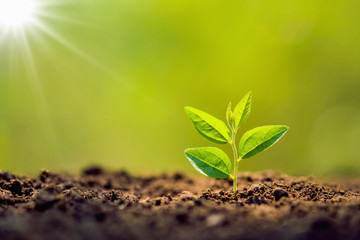 planting tree in garden with sunrise. concept save world