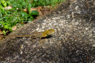 lizard on rock
