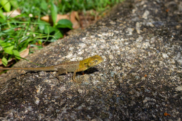 lizard on rock