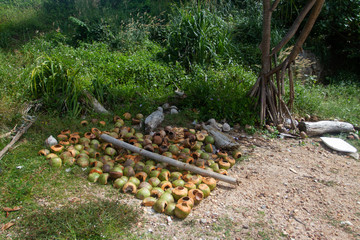 many old empty open coconuts on the grass on tropical forest