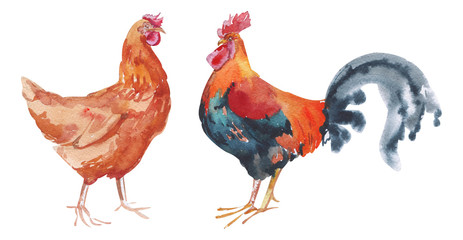 Watercolor hand painted rooster and red chicken. domestic birds with bright plumage isolated on white. Eco-friendly design for farms and farm products