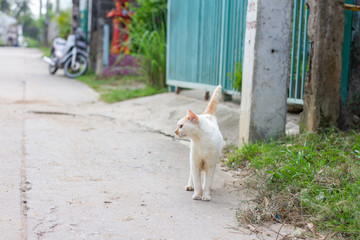 little kitty walking down the street