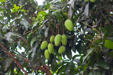green mangoes on a tree in the tropics