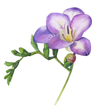 Watercolor hand violet freesia. Gently fragrant purple flower branch. Feminine floral illustration isolated on white