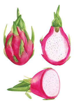 Watercolor hand painted pink dragon fruit. Jucy raw exotic Petahaya set. Tropical sweet fresh fruit isolated on white