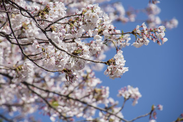 Cherry Blossoms; Sakura