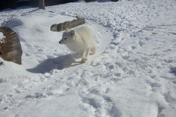 arctic fox running on the snow in buffalo zoo