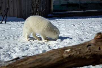 arctic fox sniffing the snow in buffalo zoo