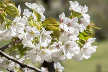 Cherry Blossoms; Sakura