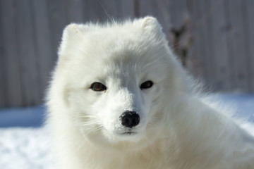 close up photo of an arctic fox