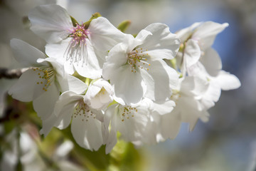 Fototapeta na wymiar Cherry Blossoms; Sakura