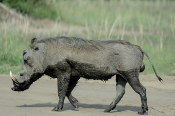 Fototapeta premium Warthog in African