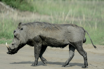 Warthog in African