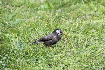 Gray starling in the park of Japan