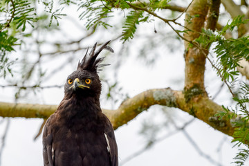 Bird in Safari in African