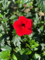 Red Hibiscus 