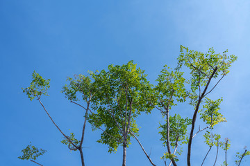 Beautiful tree with green leaves isolated on blue sky nature background
