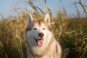 Beautiful siberian husky dog with brown eyes sitting in the field near the sea at golden sunset