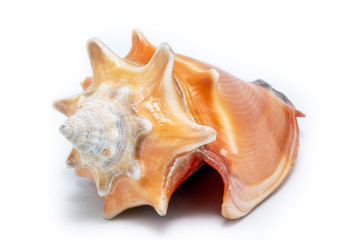 Sea ​​shell in high resolution with white background