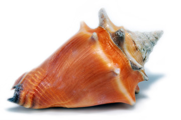 large orange sea shell, beautiful. Isolated background.