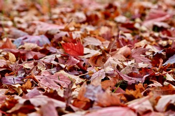 Autumn falling maple leaves in the forest