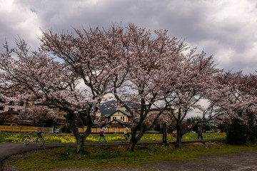Fototapeta premium 仙の岩の桜