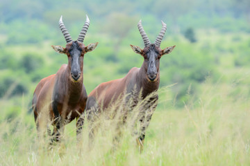 Portrait damaliscus in Safari