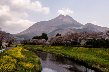 Fototapeta premium 由布院の桜と菜の花