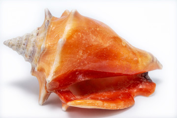 Sea ​​shell in high resolution with white background