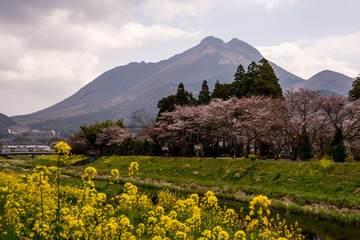 Fototapeta premium 由布院の桜と菜の花