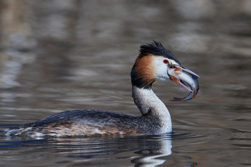 Great crested grebe (Podiceps cristatus)