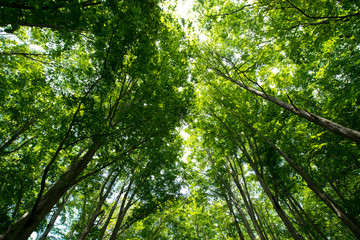 落葉広葉樹の森