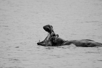 Fototapeta premium hippopotamus in Safari