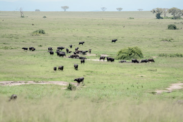 Fototapeta na wymiar Landscape in Uganda