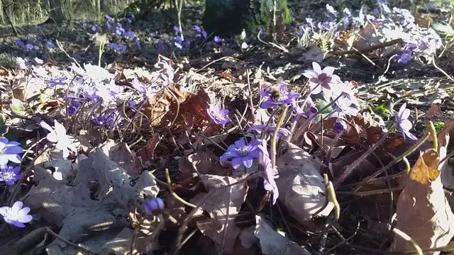 Bumble bee flying around purple woodland flowers (hepatica / liverleaf / liverwort) with sunlight emerging through fall coloured woodland trees.