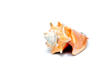 large orange sea shell, beautiful. Isolated background.