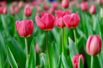 pink tulip spring flowers 