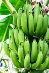 Fresh Green Unripe banana Cluster plantation cultivation in South East Asia
