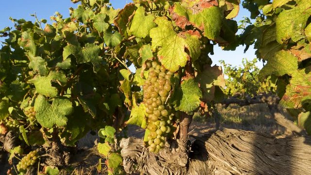 4K close-up view of ripe green organic grapes growing on an aged vine in a vineyard