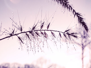 Morning Dewdrops