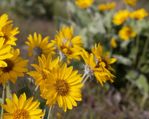 Balsamorhiza Sagittata, Arrowleaf Balsamroot wildflowers in full bloom in the Okanagan Valley