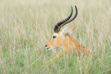 Impala in Uganda