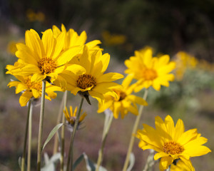 Low angle closeup view Balsamorhiza Sagittata, Arrowleaf Balsamroot wildflowers in full bloom in the Okanagan Valley