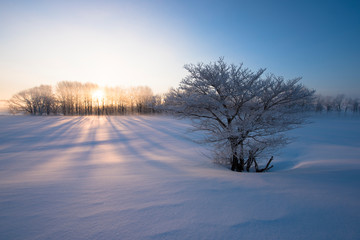 霧氷の木々と朝日