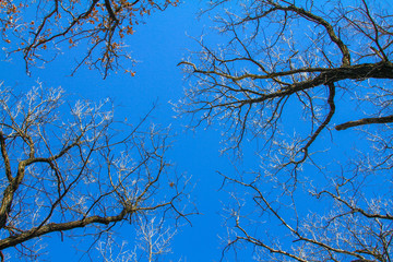 Winter forest trees in winter against the sky view from the bottom up