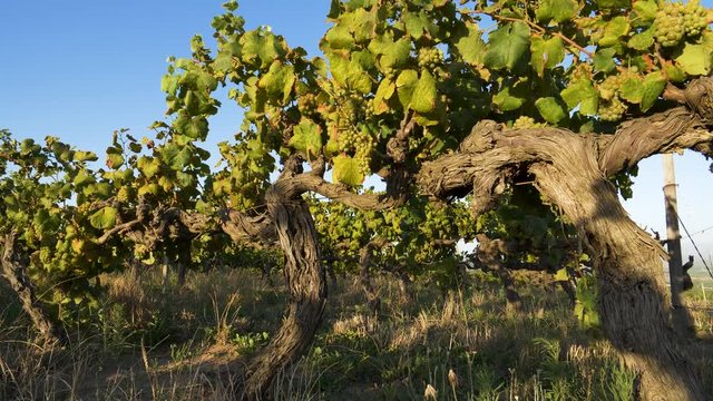 4K view of ripe green organic grapes growing on an aged vine in a vineyard